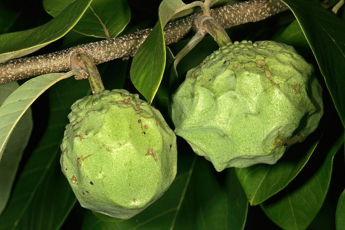 Fruits d’annonier sur la branche