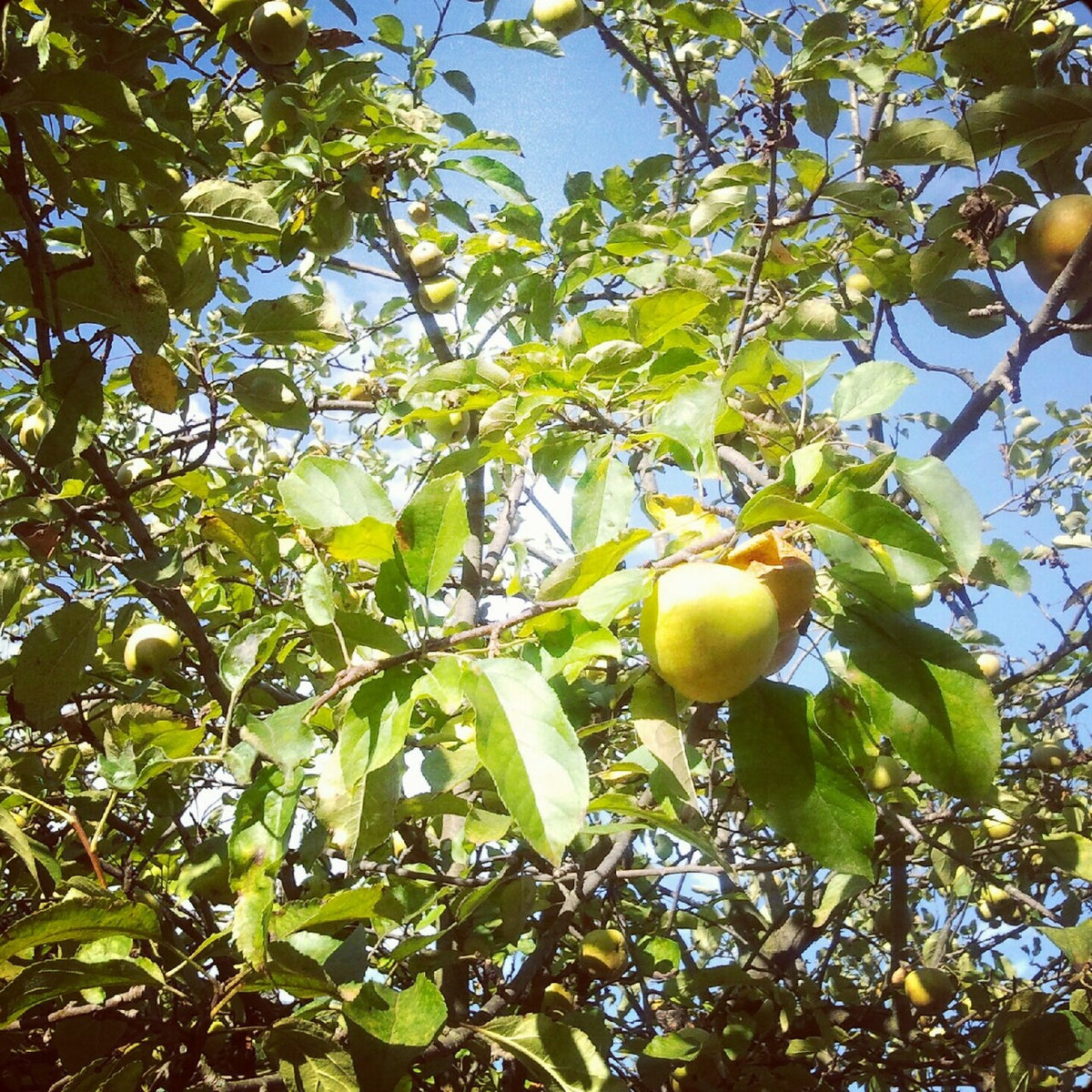Pomme Golden sur l’arbre
