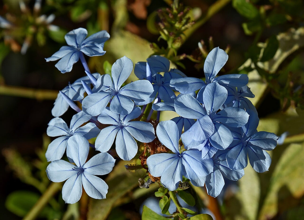 Fleurs bleu ciel de plumbago