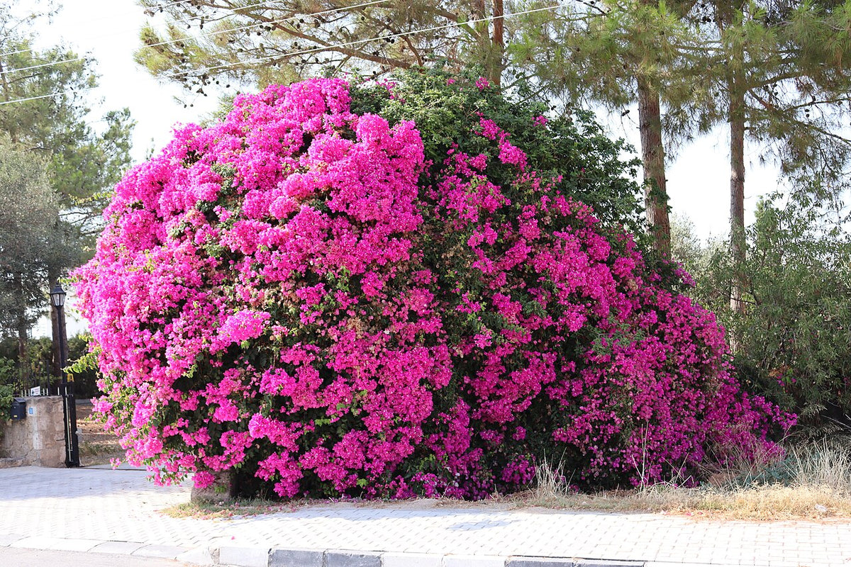 Bougainvillier en pleine floraison