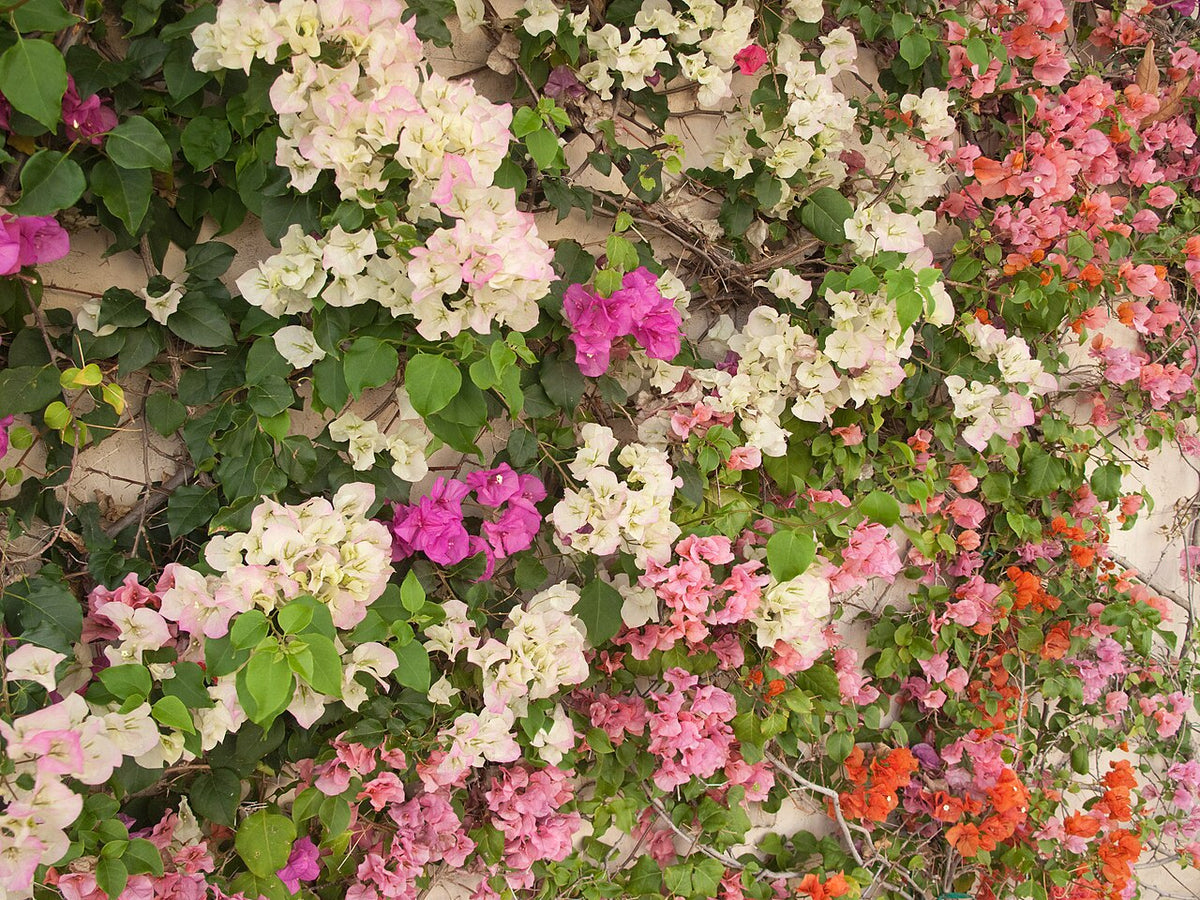 Bougainvilliers de plusieurs couleurs