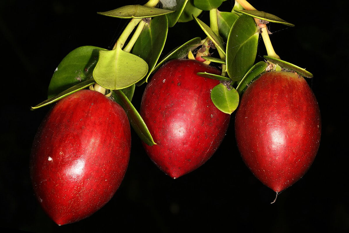 Fruits rouges de carissa