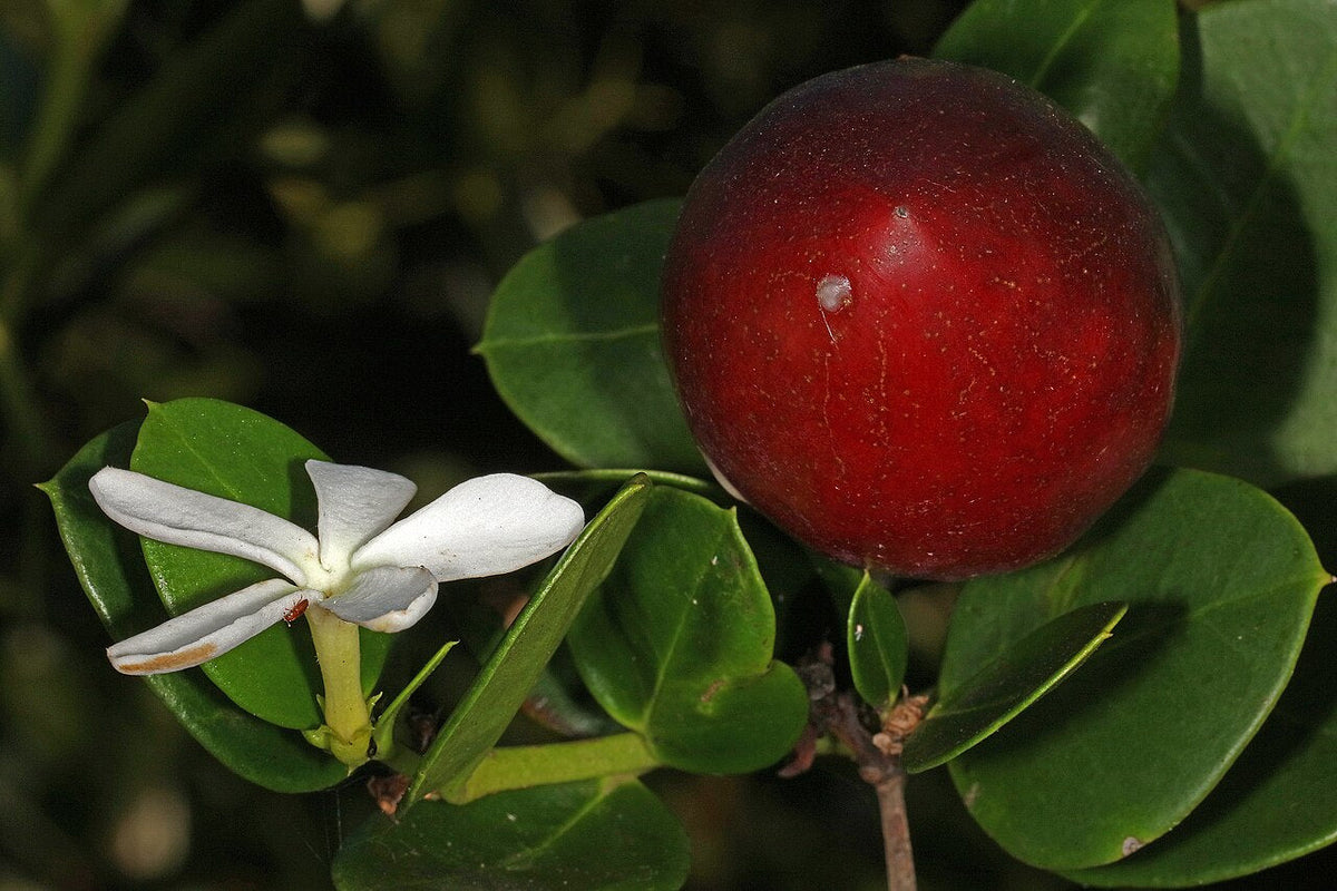 Fleur et fruit de carissa