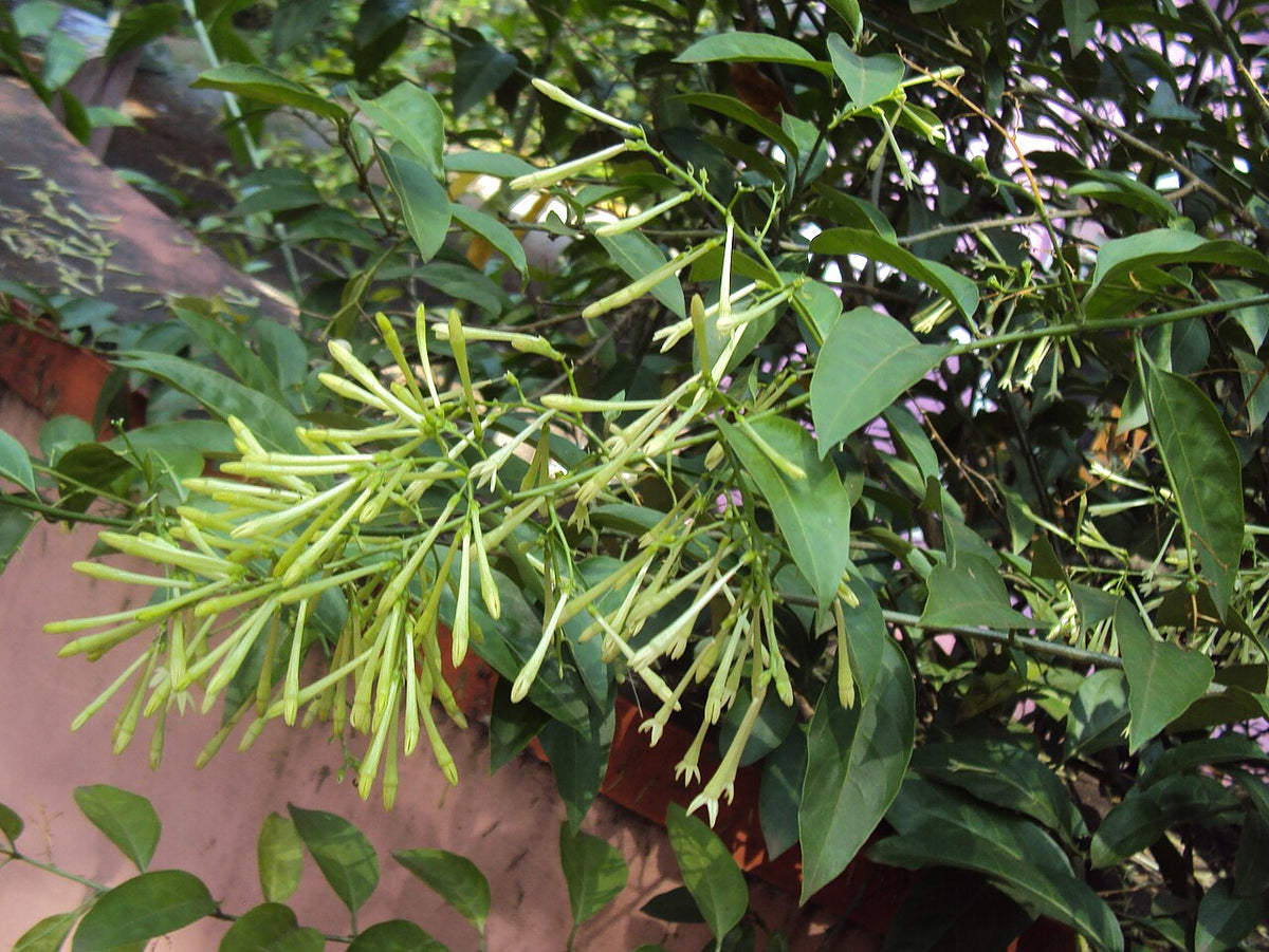 Rameaux fleuris du galant de nuit