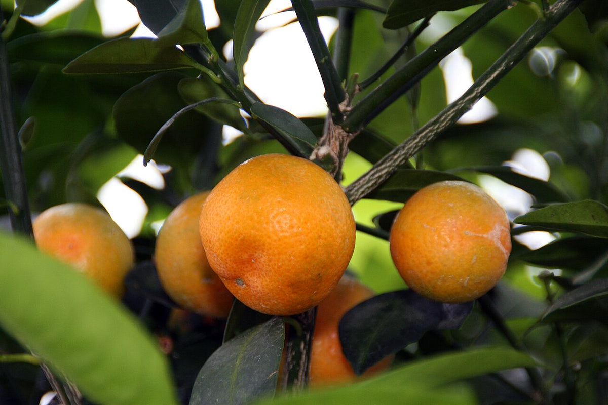 Calamondins mûrs sur l’arbuste