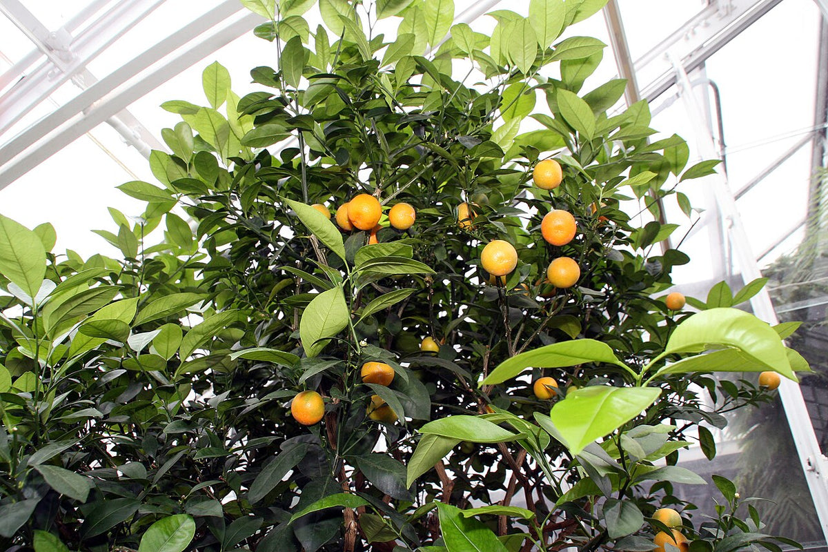 Calamondin couvert de fruits
