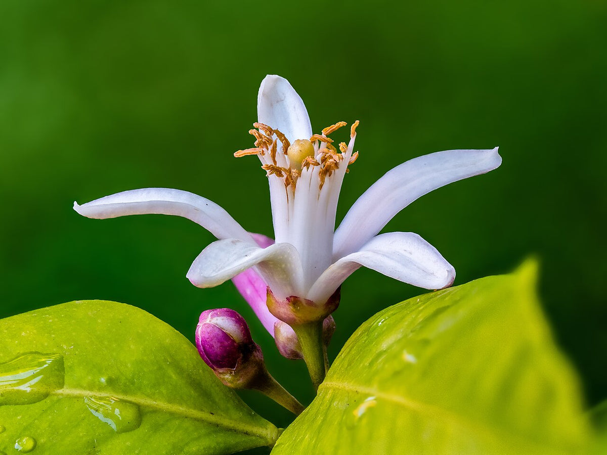 Fleur de citronnier