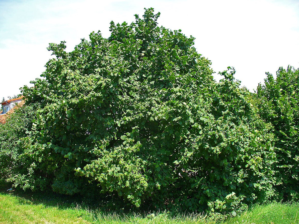 Noisetier au jardin