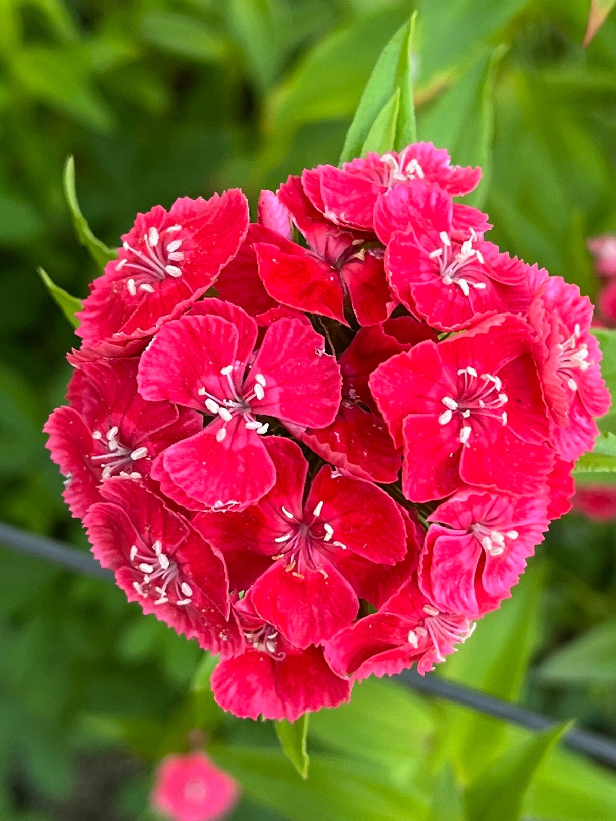 Bouquet d’œillets de poète rouges