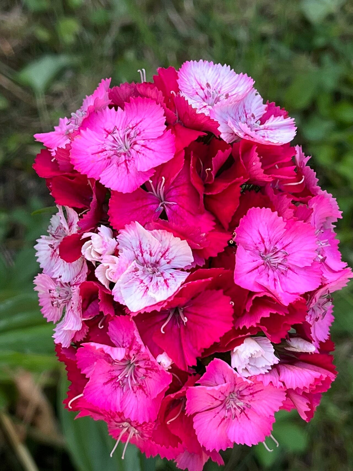 Œillets de poète roses