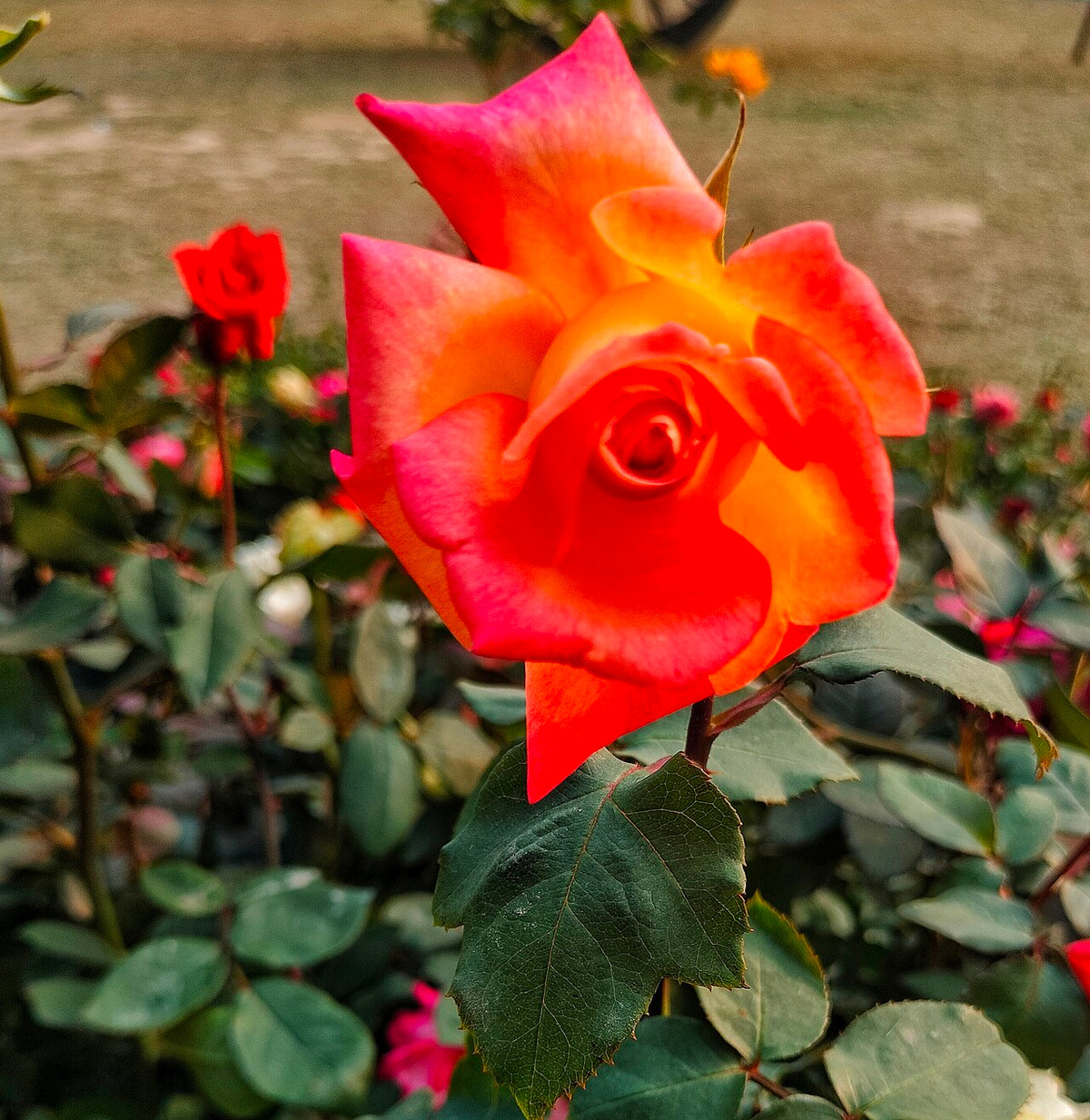 Rose orangée sur le rosier