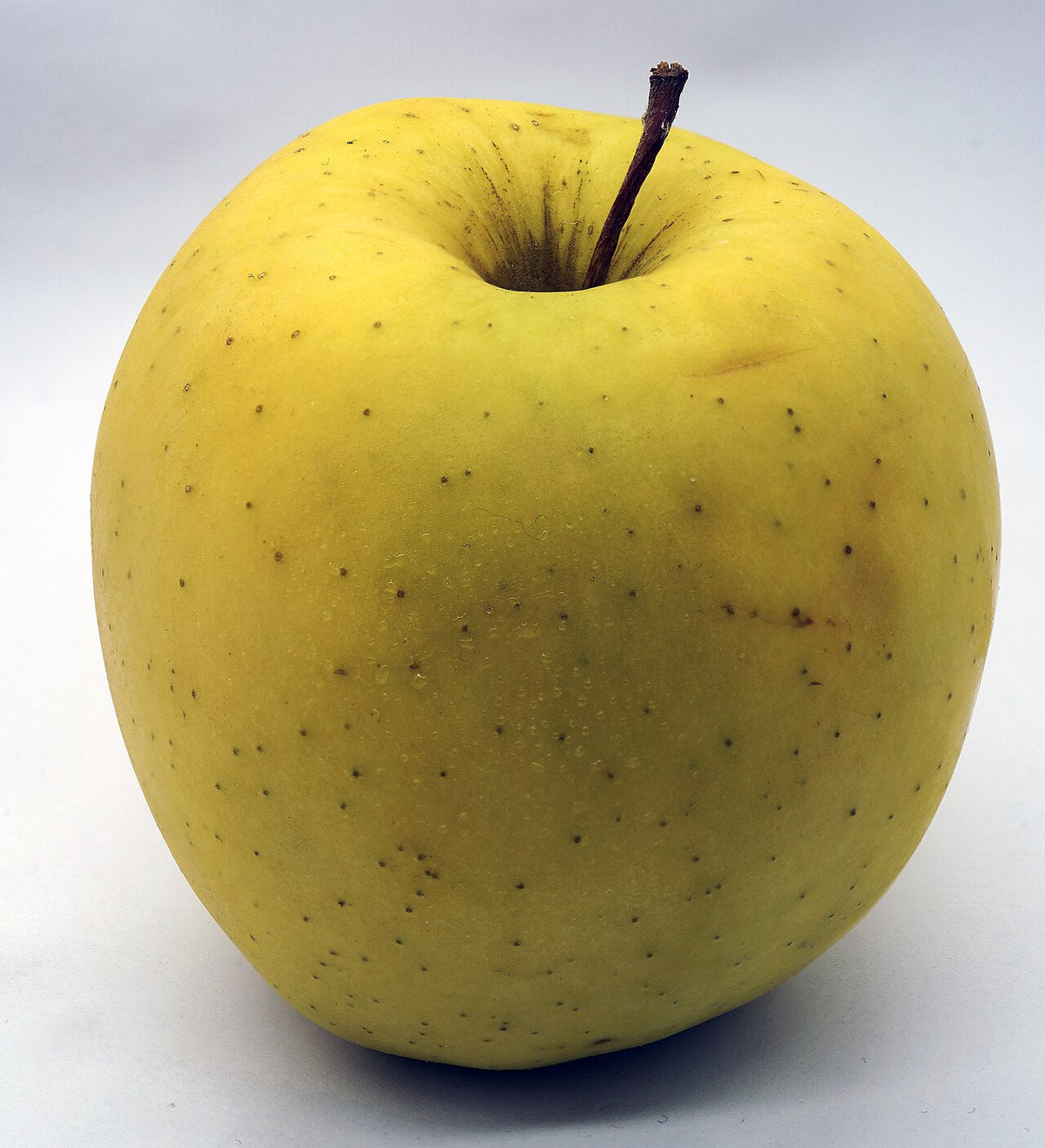 Pomme Golden dorée