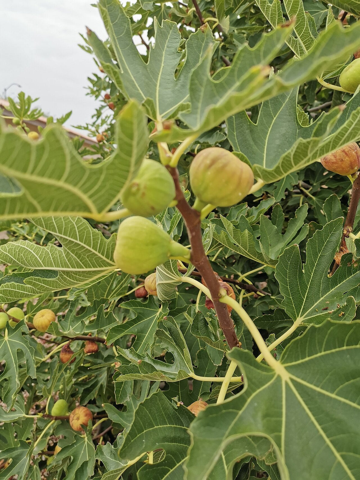 Figuier chargé de figues