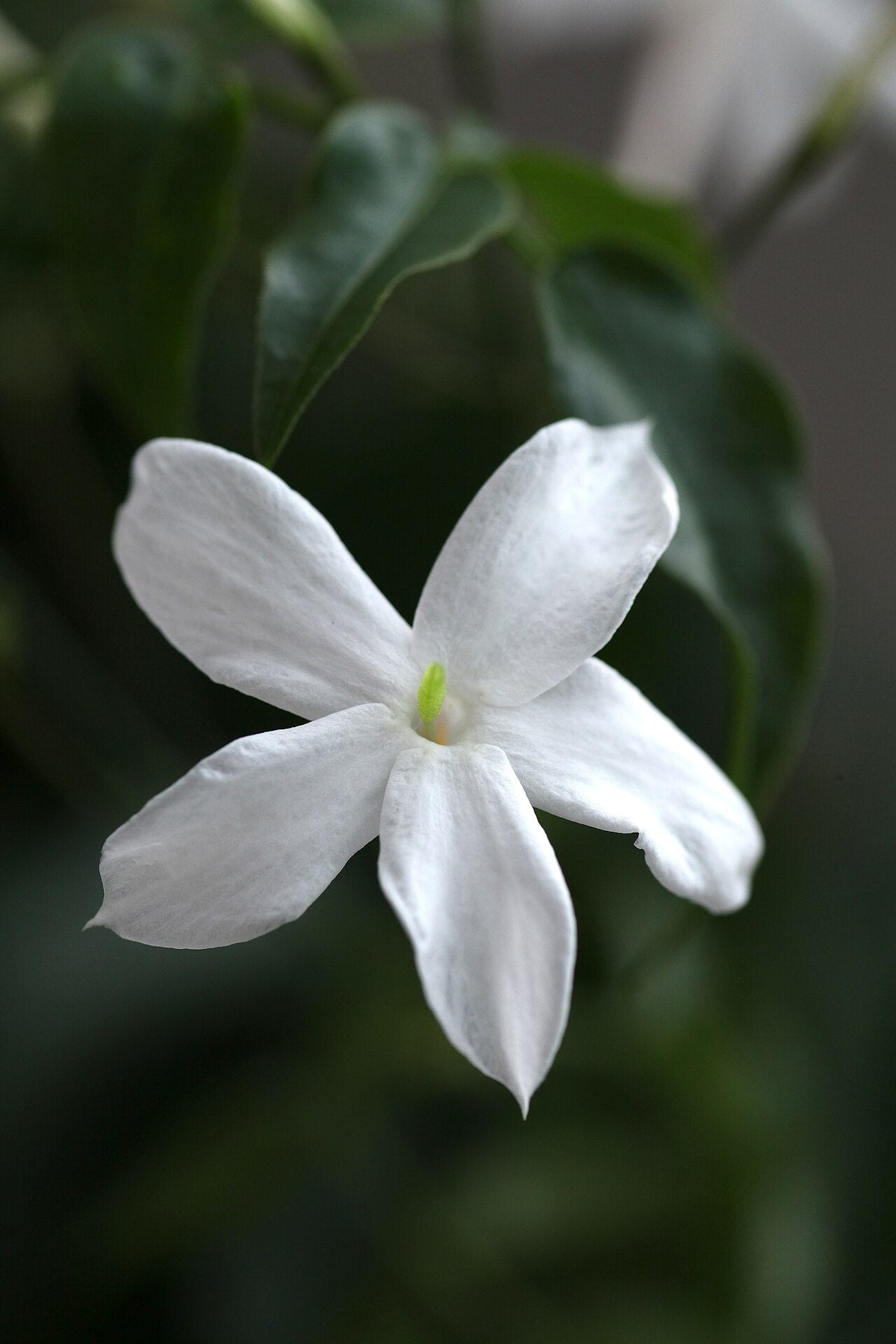 Fleur blanche de jasmin