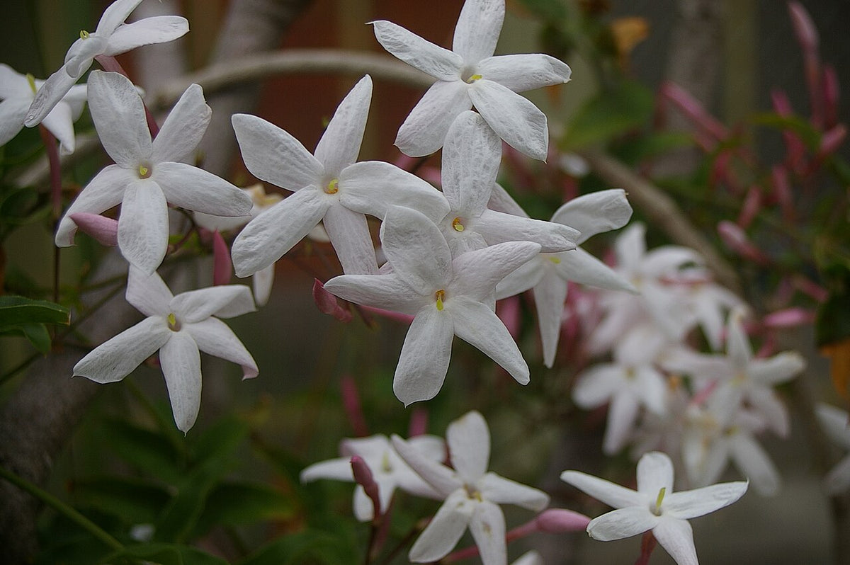 Fleurs de jasmin en étoile