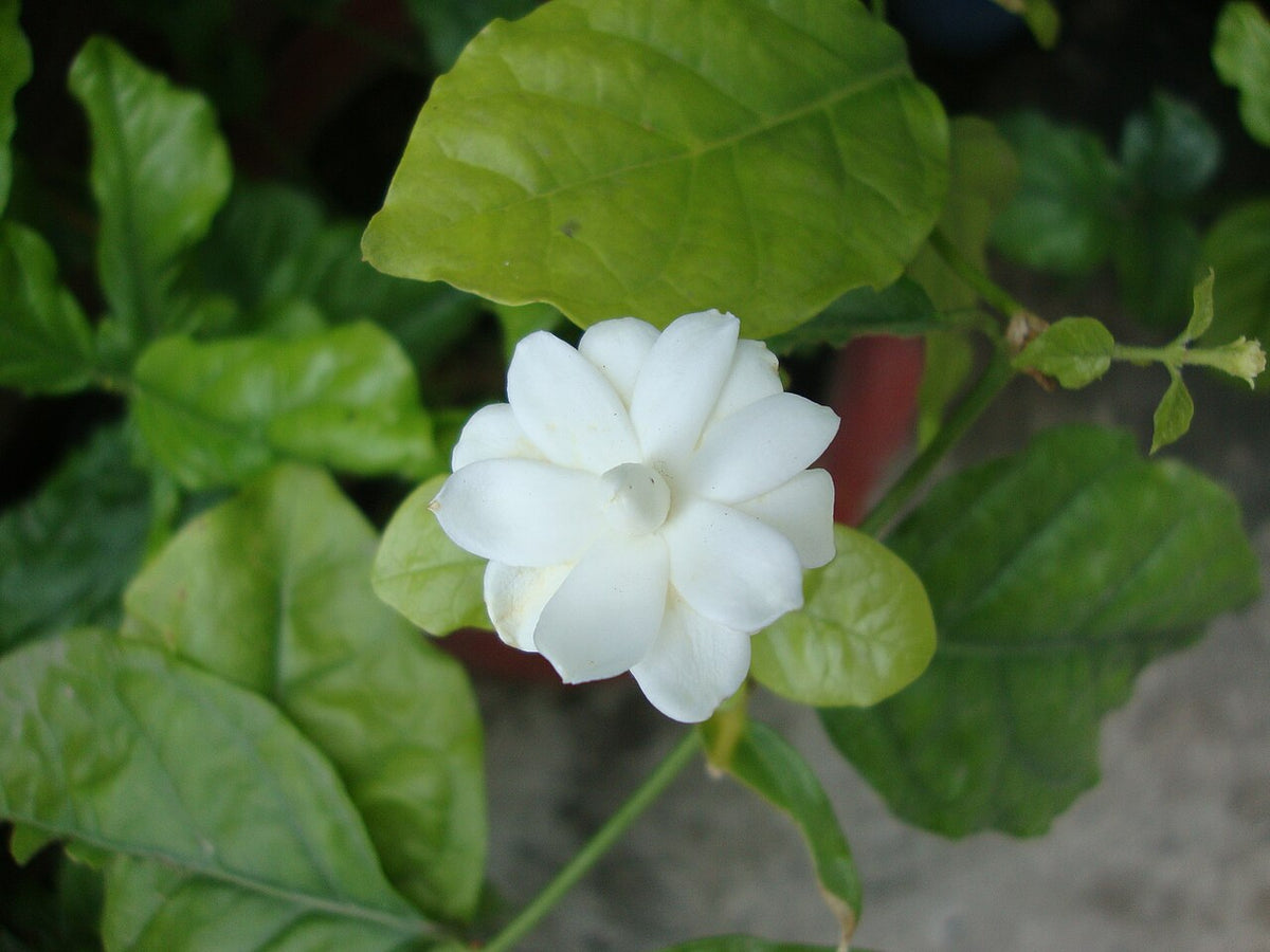 Fleur de jasmin Grand Duc