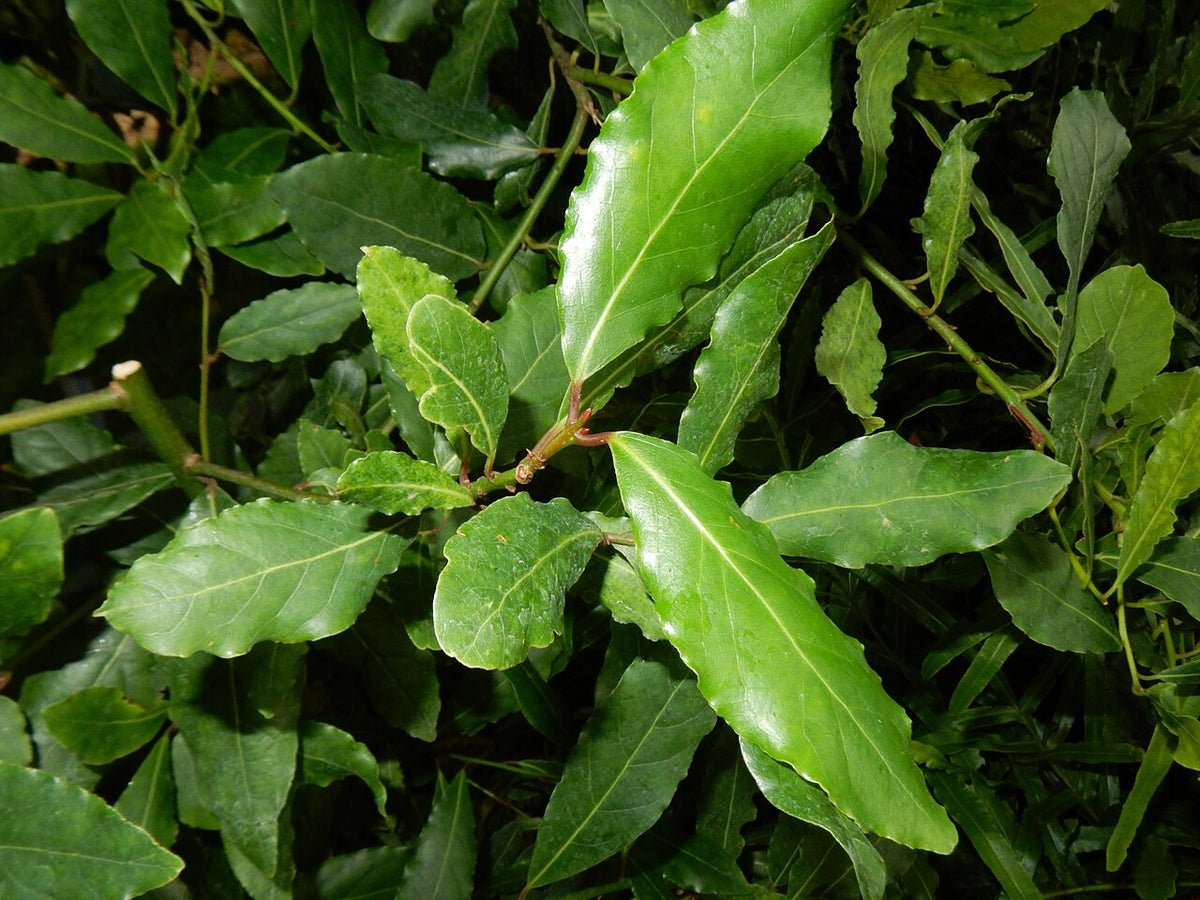 Feuilles brillantes de laurier