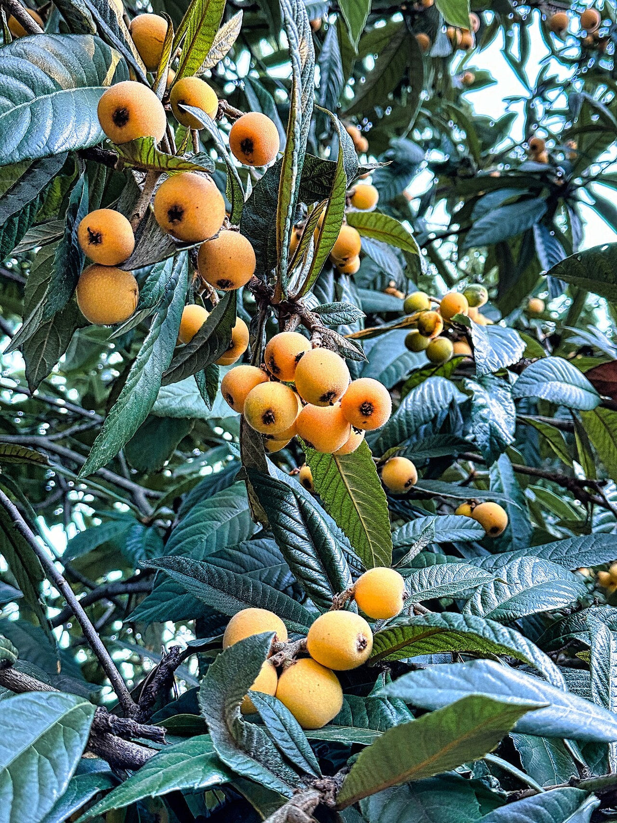 Néflier chargé de fruits