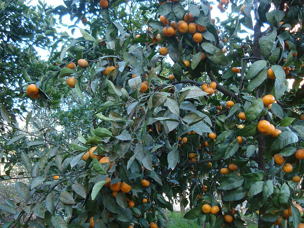 Mandarinier chargé de fruits