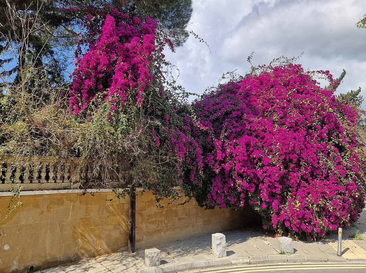 Bougainvillier sur un mur