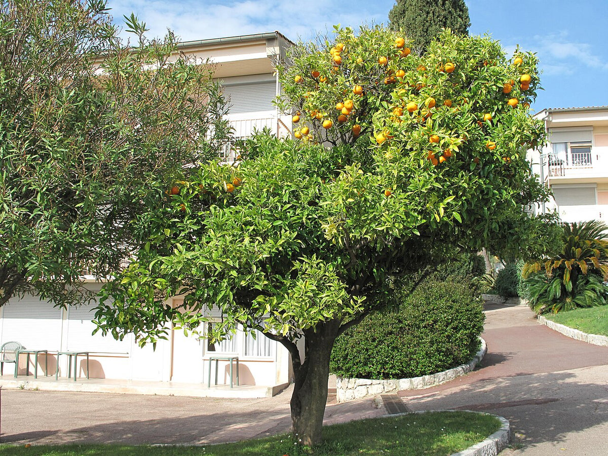 Oranger chargé de fruits