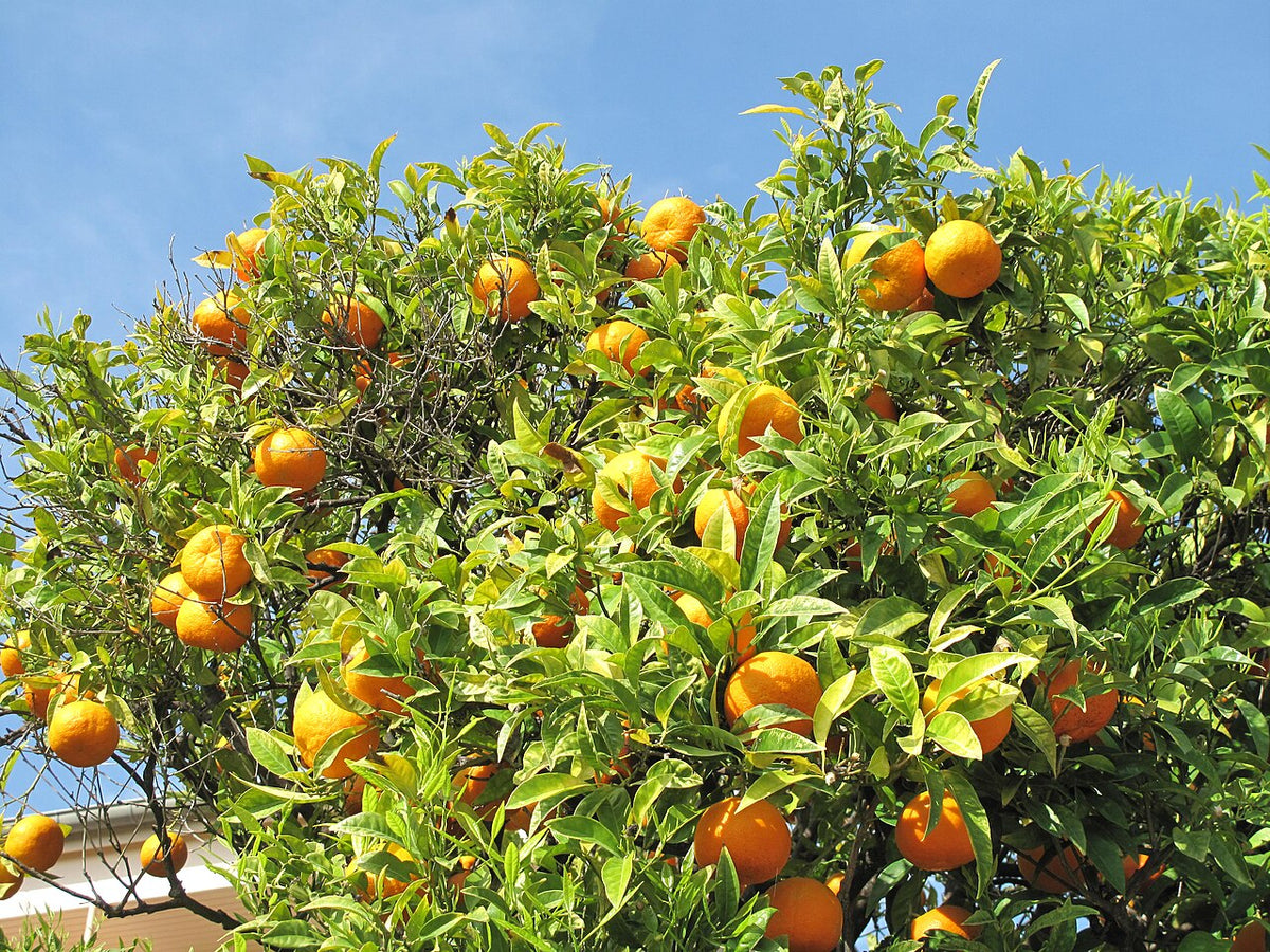 Oranges sur l’oranger