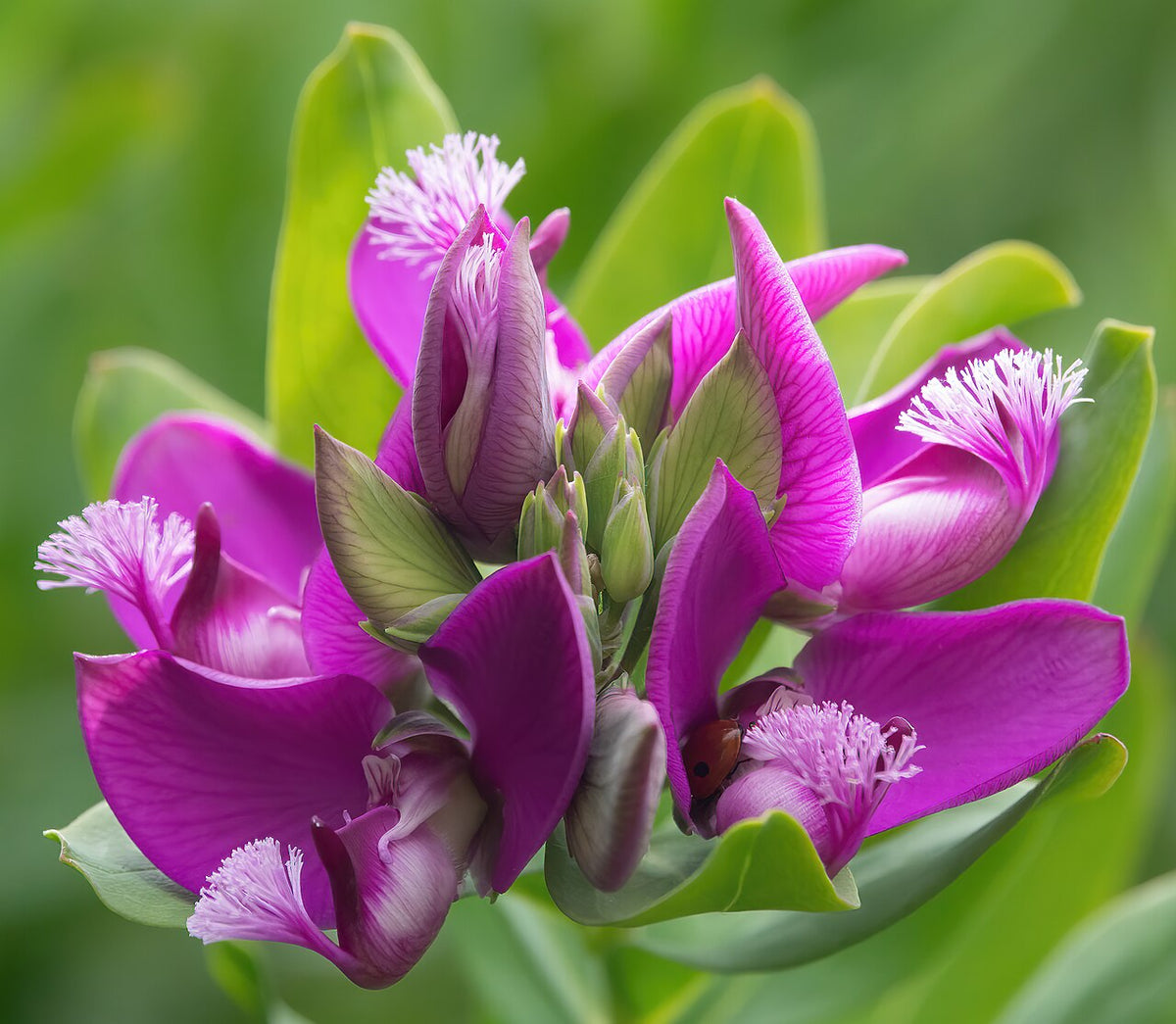 Fleurs violettes de polygala