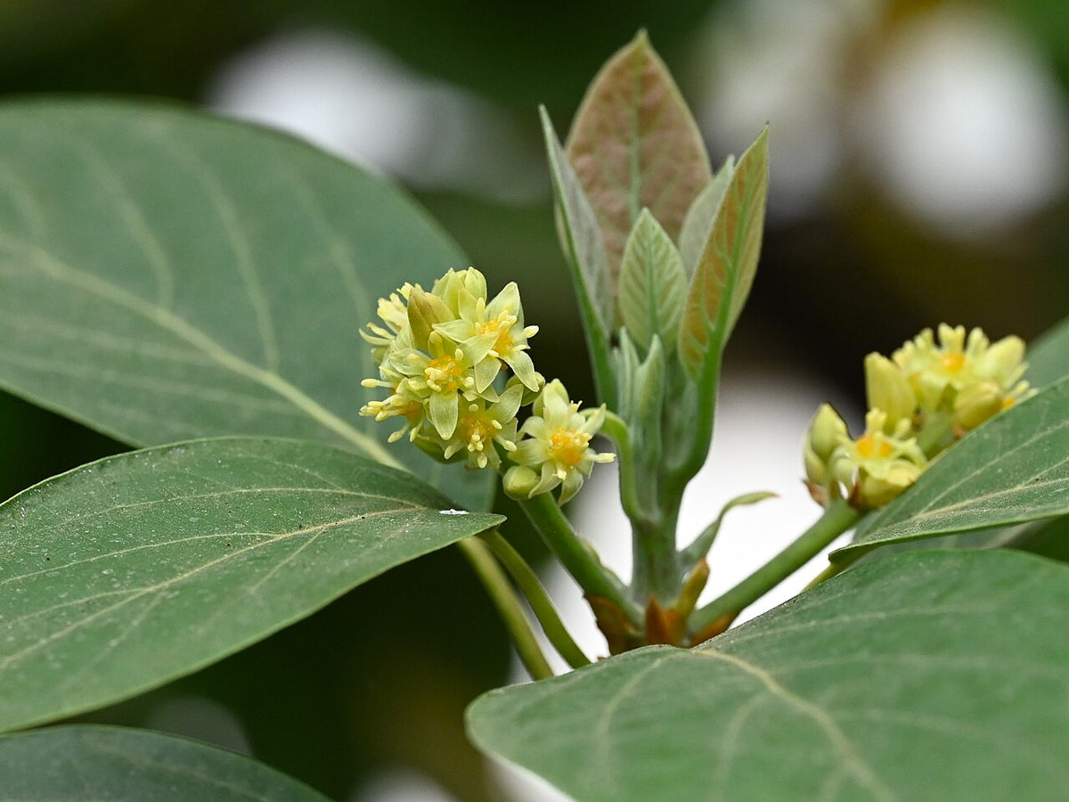 Fleurs d’avocatier