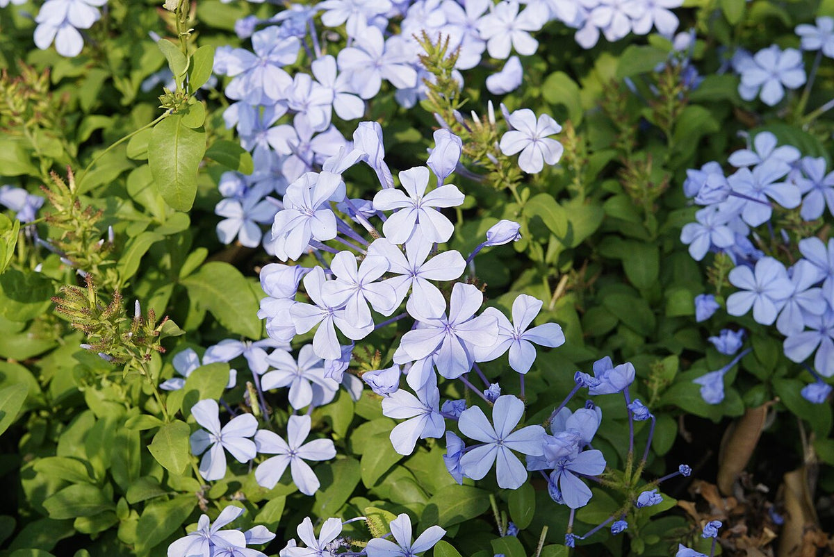 Plumbago en pleine floraison