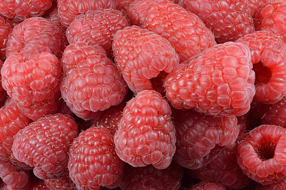 Framboises fraîchement cueillies