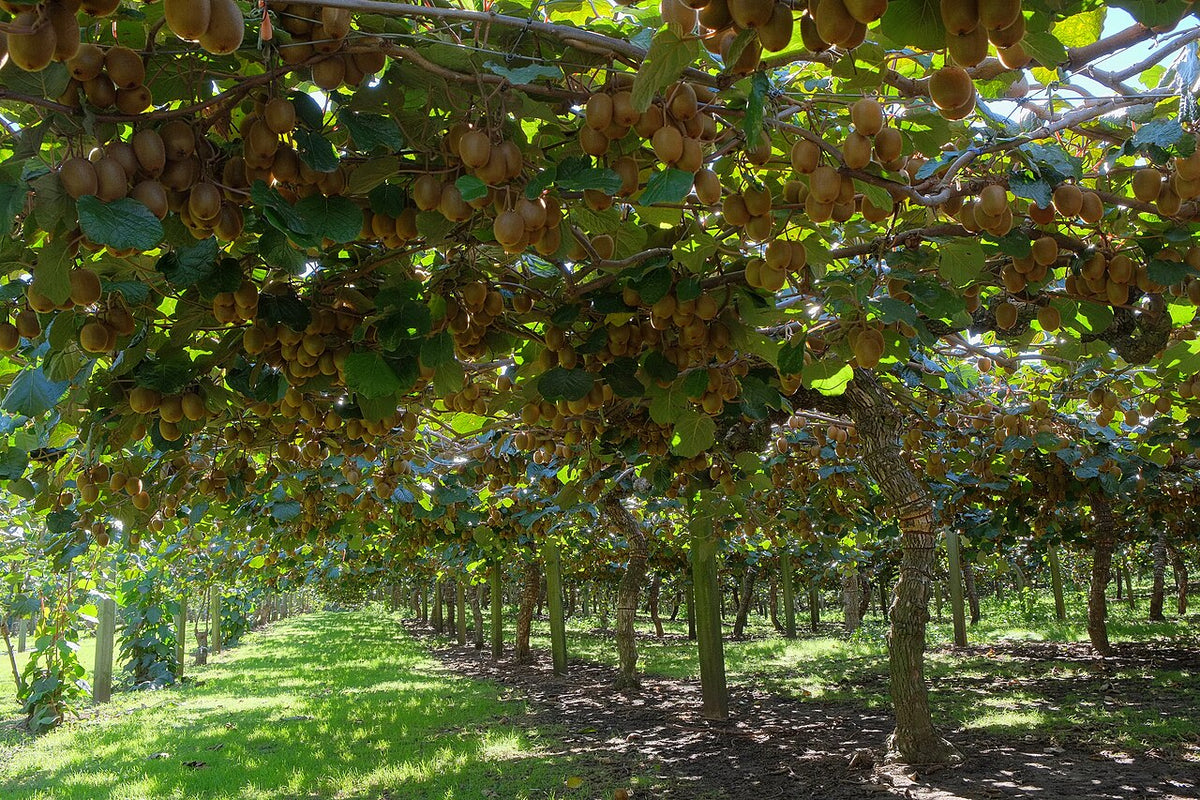 Treille de kiwis chargée de fruits