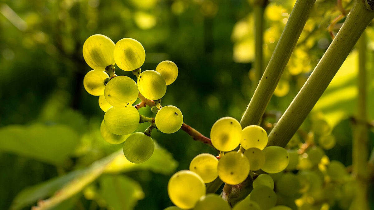 Grappe de raisin blanc sur la vigne