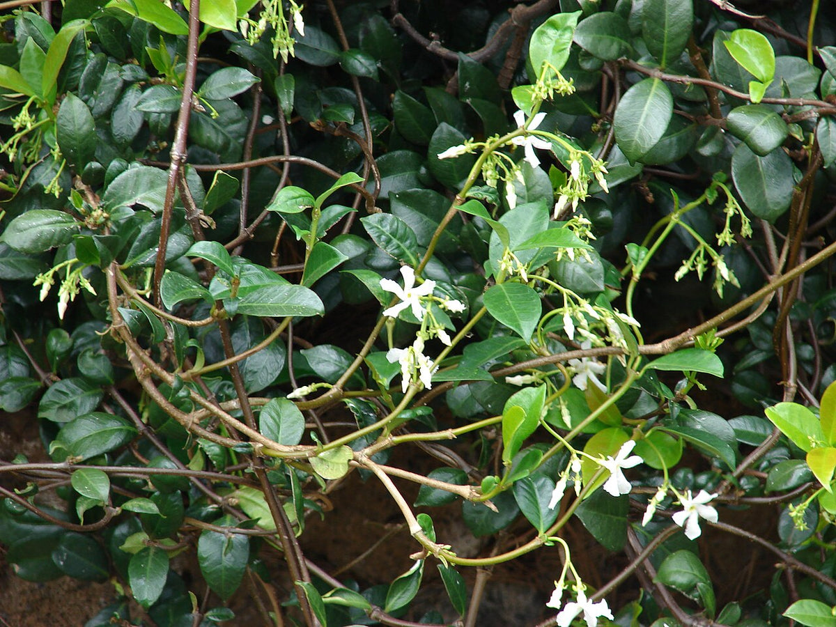 Jasmin étoilé grimpant en fleurs