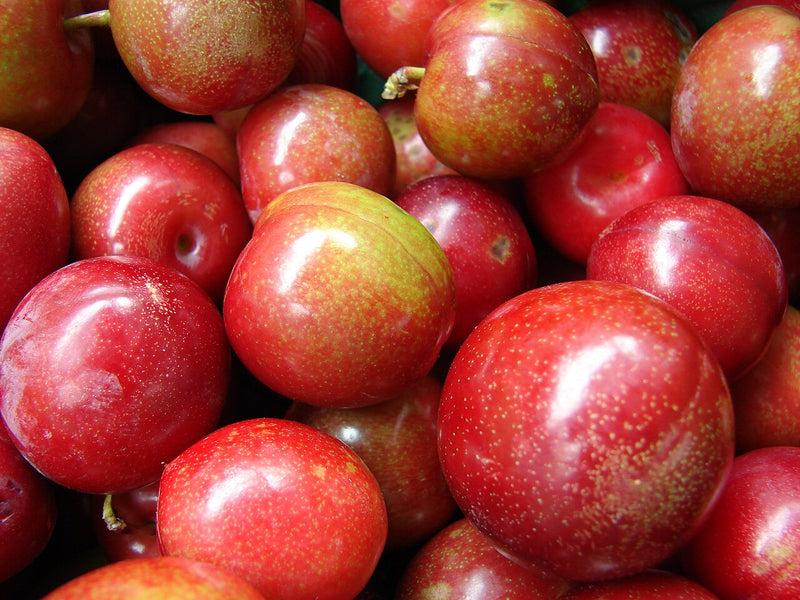 برقوق أحمر (العوينة)