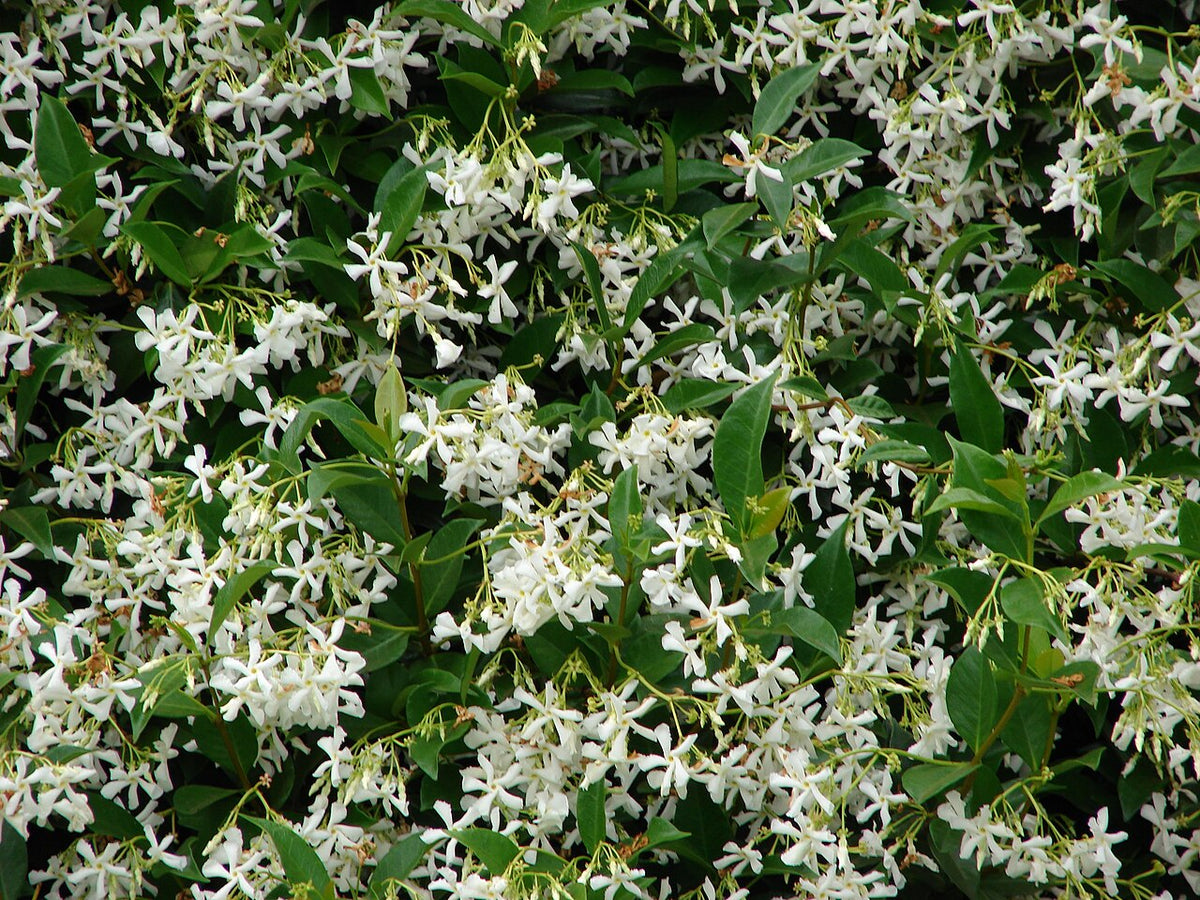 Mur couvert de jasmin étoilé