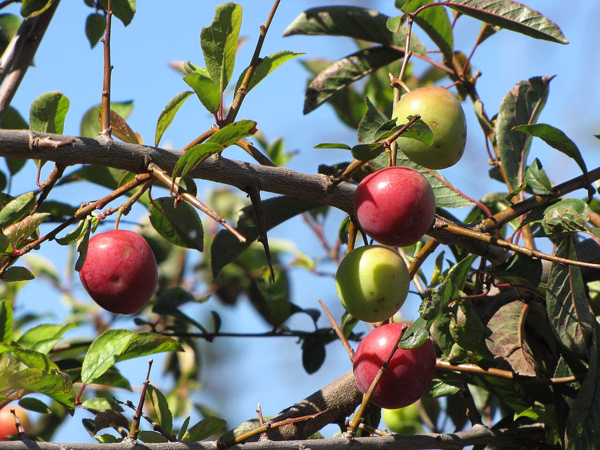 Prunes rouges sur la branche