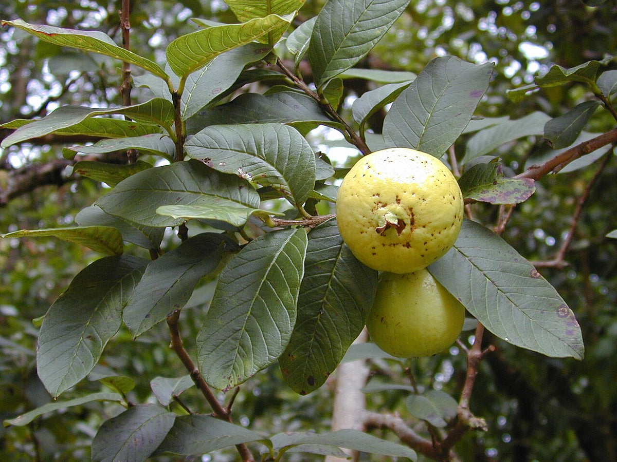 Goyave mûre sur l’arbre
