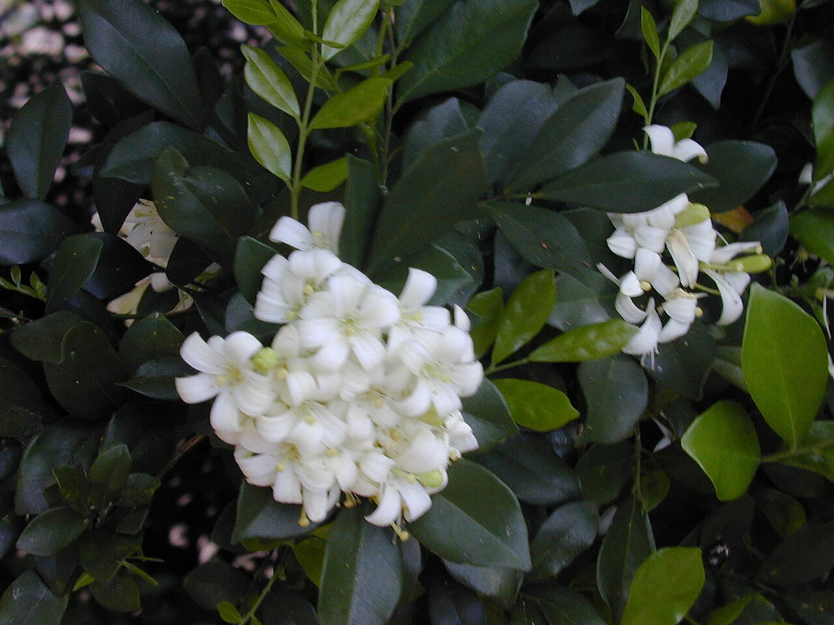 Murraya fleuri dans son feuillage