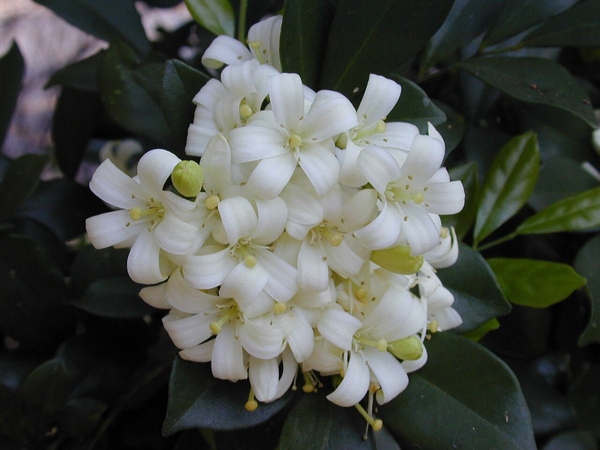 Bouquet de fleurs de murraya