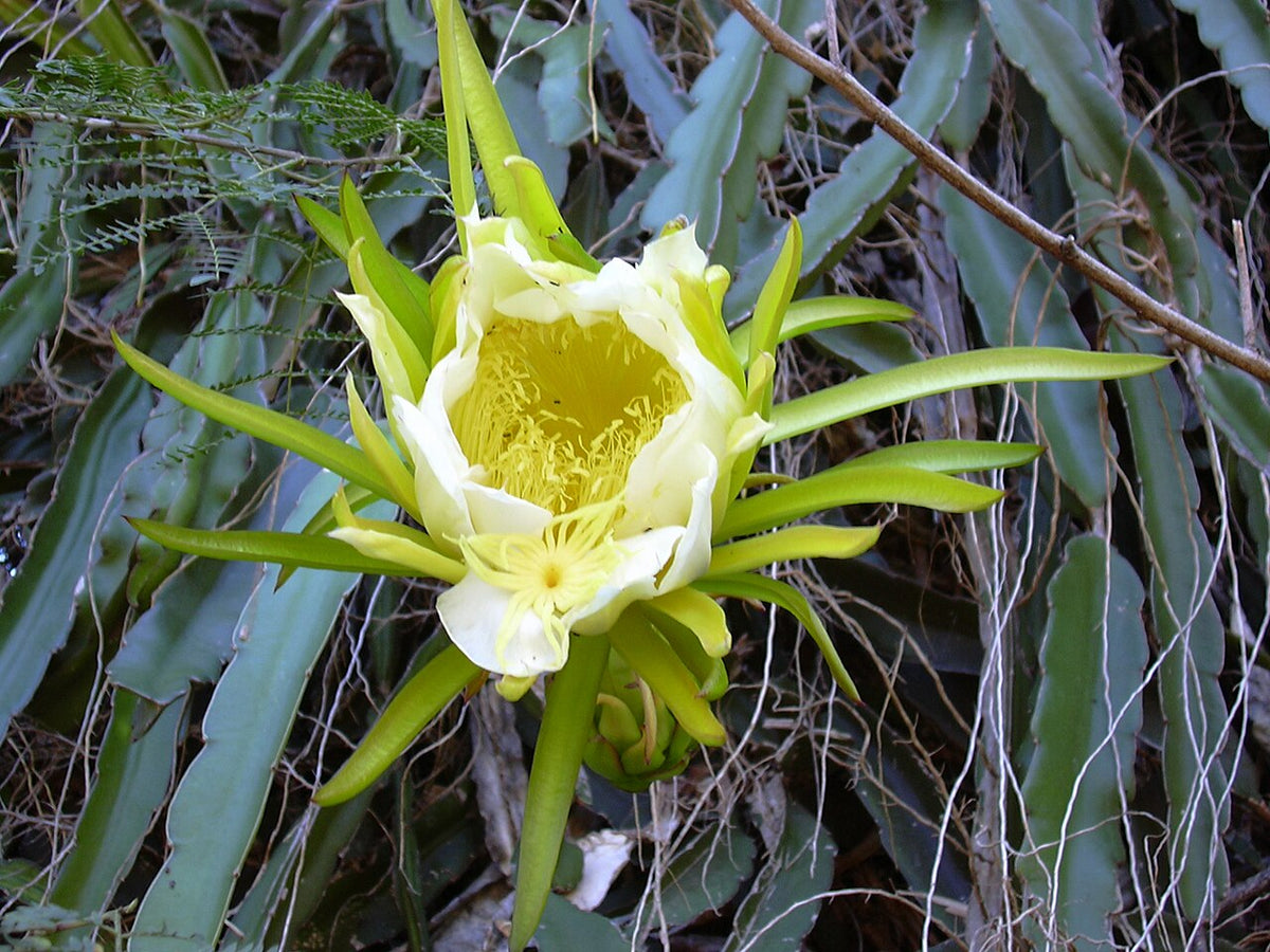 Fleur de pitaya