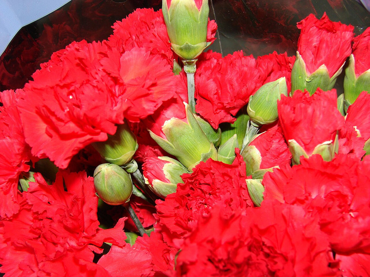 Bouquet d’œillets rouges