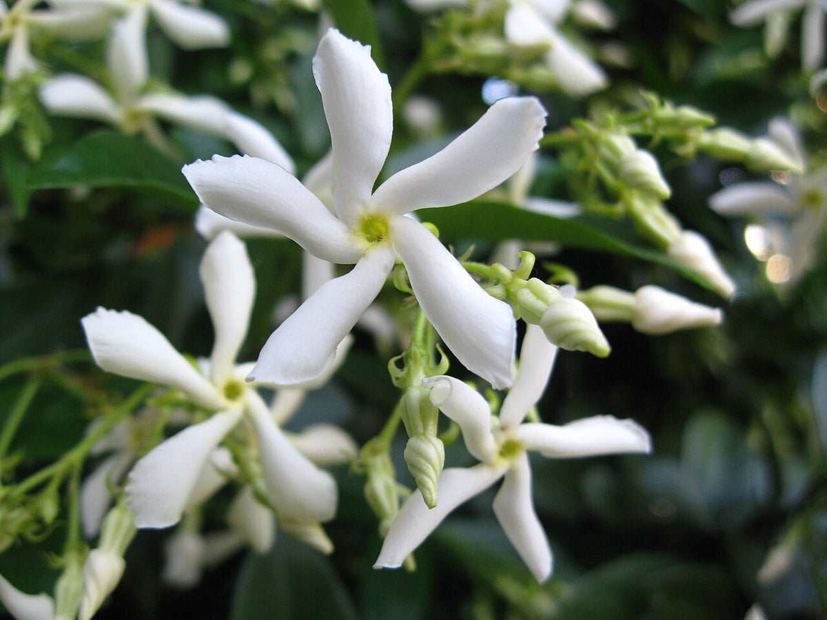 Fleurs étoilées du jasmin étoilé