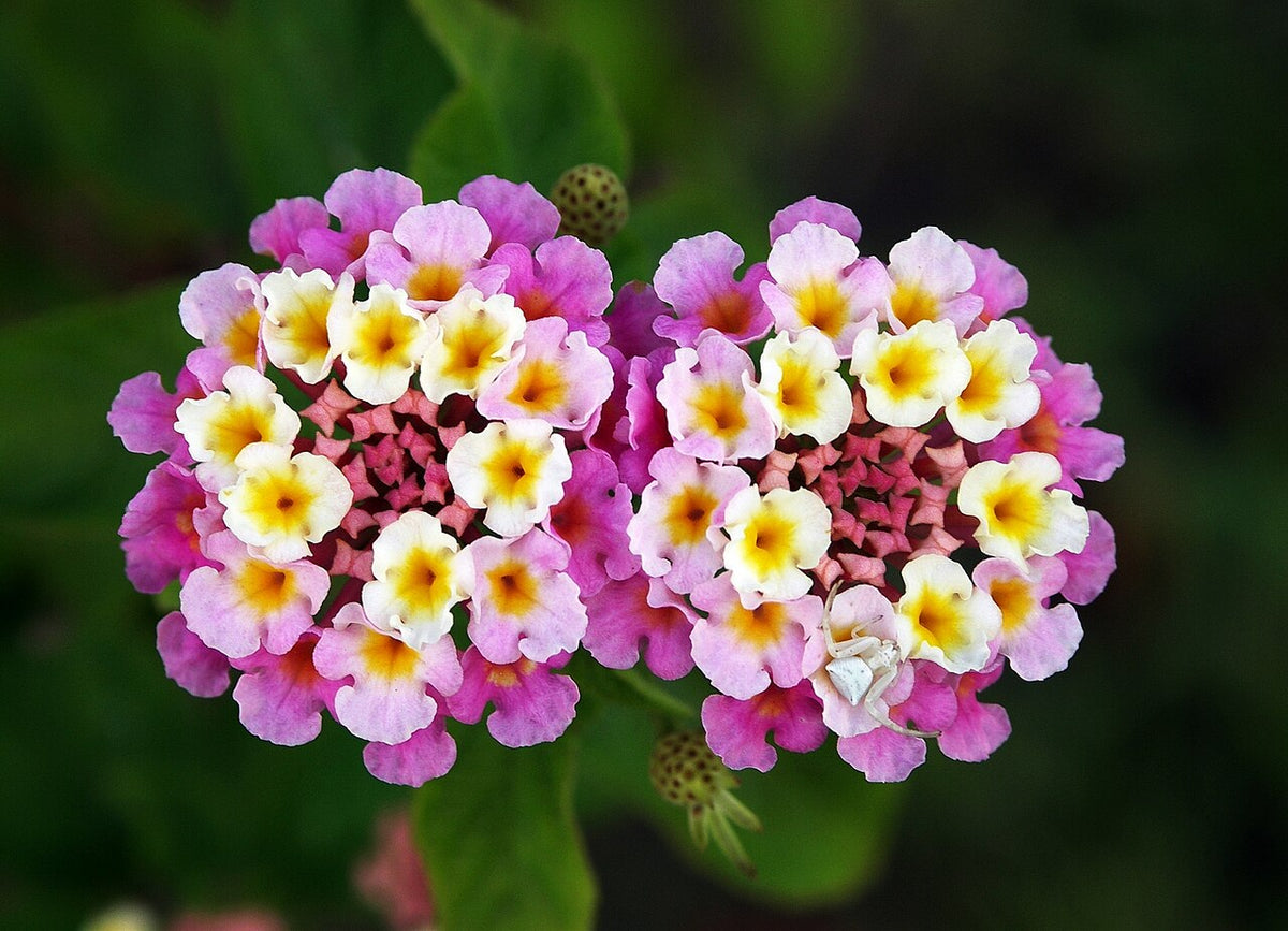 Bouquets de fleurs de lantana
