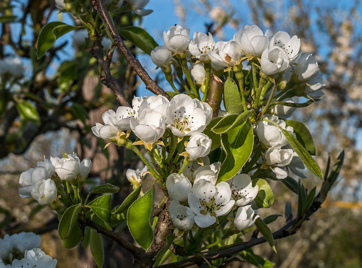 Poirier en fleurs au printemps