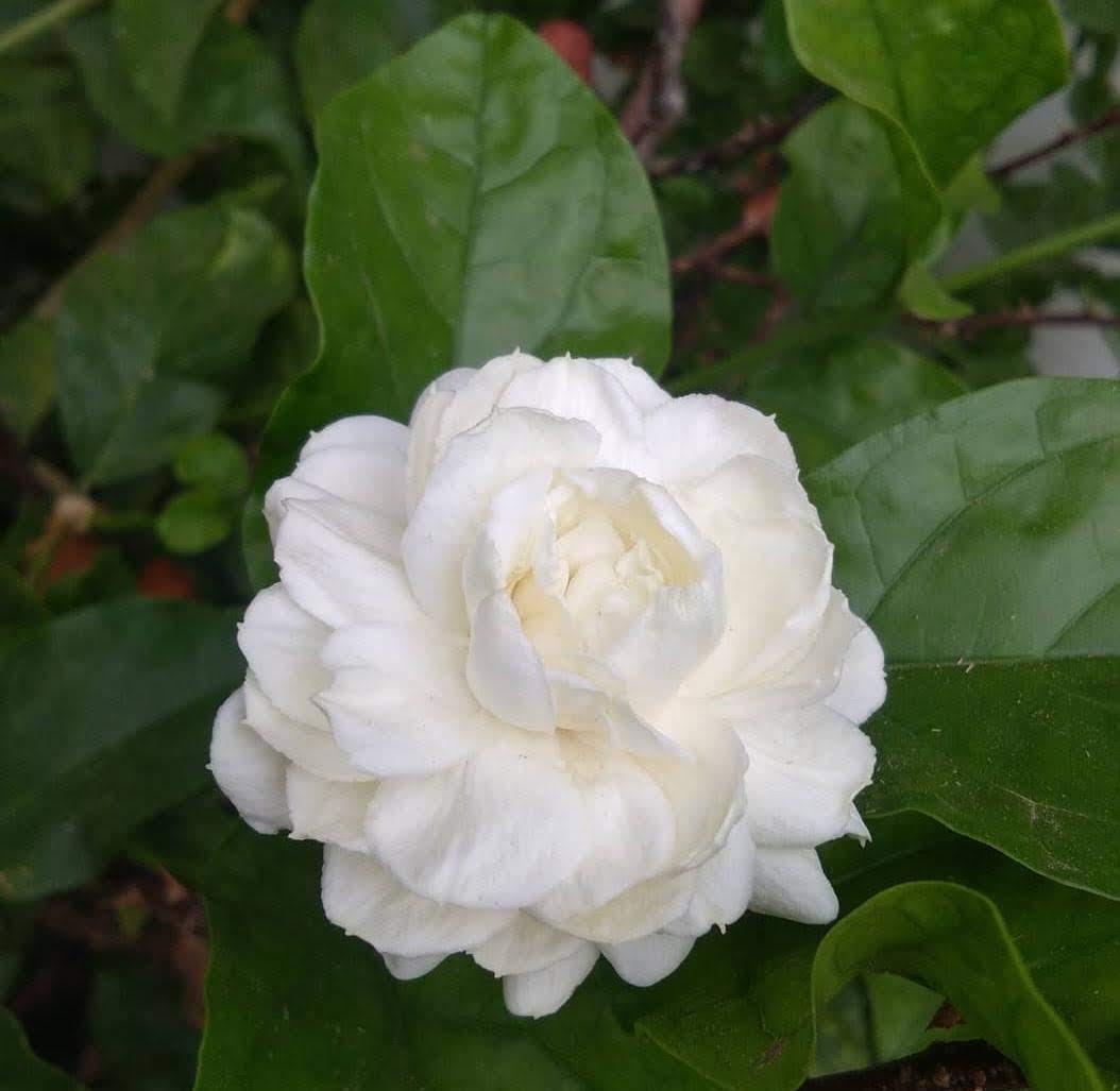 Fleur double de jasmin d’Arabie