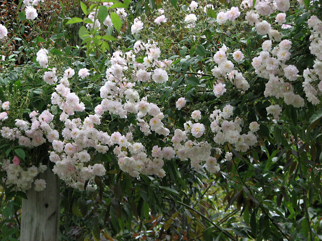 Rosier grimpant couvert de fleurs
