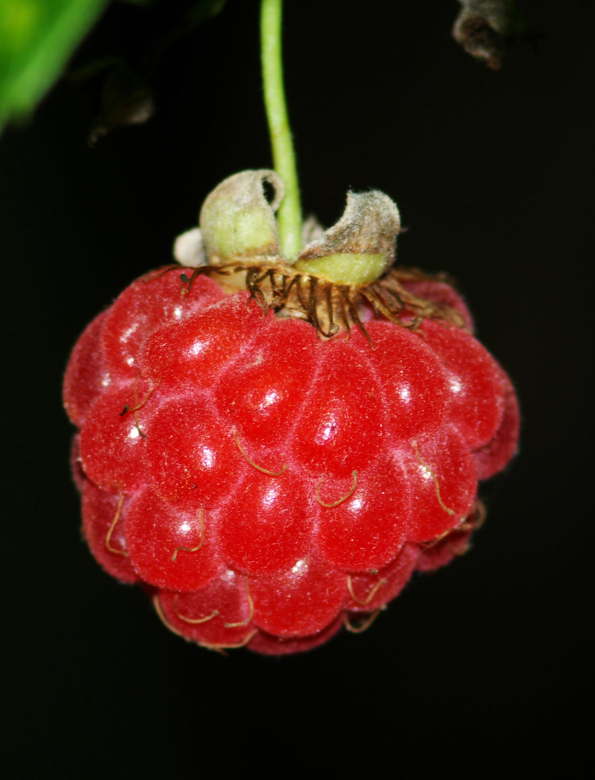 Framboise prête à cueillir
