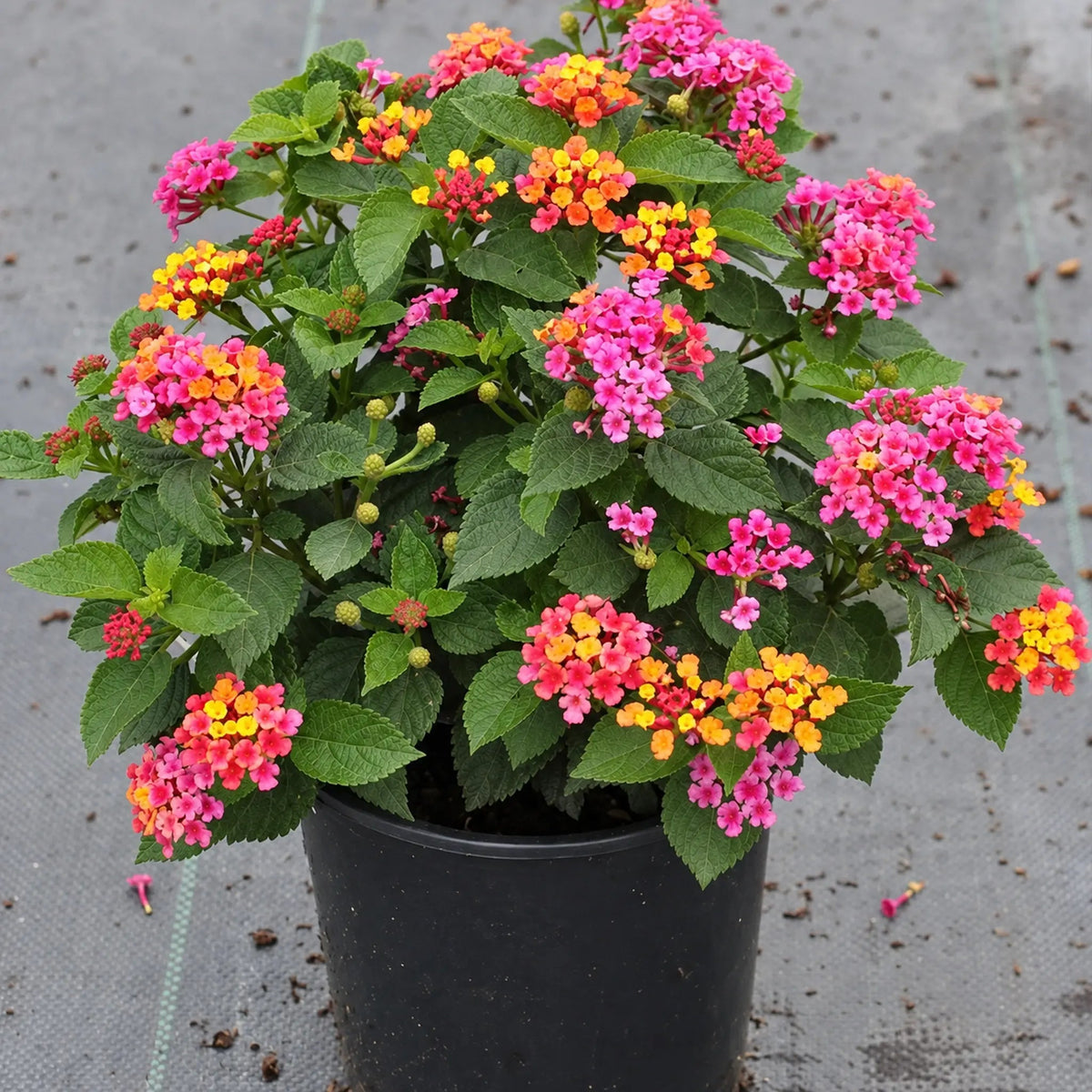 Lantana