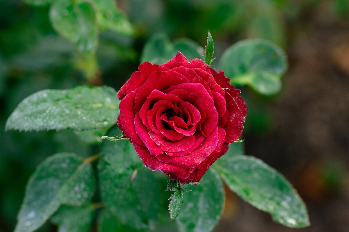 Rose rouge au jardin