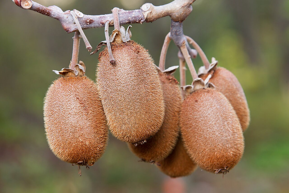 Kiwis mûrs sur la liane